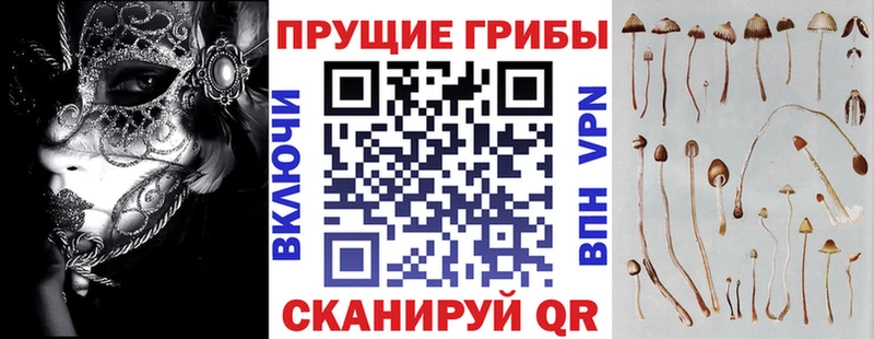купить наркотики сайты  Димитровград  Псилоцибиновые грибы GOLDEN TEACHER 
