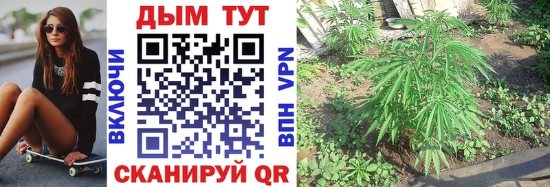 Конопля OG Kush  Димитровград 